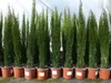 1 x Mittelmeerzypresse Cupressus Sempervirens Totem 100 - Produktbild-Vorschau 6