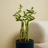 Bloomique - Zestaw 5 sztuk - Dracena Sanderiana - Bambus Podgląd zdjęcia produktu 3