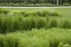 Trawa ozdobna "Karl Foerster" (Calamagrostis x acutiflora), Podgląd zdjęcia produktu 3