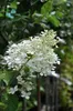 Hydrangea pan. 'Kyushu' - Rispenhortensie 40- 50 cm Produktbild-Vorschau 4
