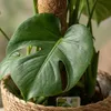 Green boutiQ - Zimmerpflanze - Fensterblatt - Monstera Produktbild-Vorschau 4