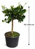 Arancio Chocolate – pomarančovník 70–100 cm – Citrus Náhľad obrázku produktu 5