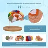 2× Lebensgroßes Gehirnmodell, Anatomie Gehirn, 4-teilig Produktbild-Vorschau 5