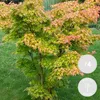 Bloomique - Zestaw 4 szt. - Acer Palmatum Orange Dream - Podgląd zdjęcia produktu 2