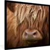 MuchoWow® Gerahmtes Poster Schottischer Highlander - Nase - Produktbild-Vorschau 1