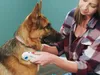 Elektrischer Flohkamm, dicht, für Hunde und Katzen Produktbild-Vorschau 9
