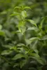 Prunus lusitanica 'Angustifolia', Portugiesischer Lorbeer, Produktbild-Vorschau 4