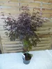 [Palmenlager] XL Fächerahorn Acer "Twombly's Red Sentinel" Produktbild-Vorschau 1
