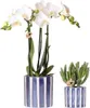 Sada rostlin Phalaenopsis orchidej Amabilis bílá & Náhled obrázku produktu 1