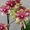 Kolibri Orchids | Orange-Gelbe Phalaenopsis-Orchidee Produktbild-Vorschau 4