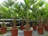 Palme winterhart 150 - 180 cm Trachycarpus Wagnerianus Produktbild-Vorschau 1
