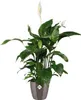 elho brussels Diamond Rund 18cm Übertopf - oyster pearl Produktbild-Vorschau 6