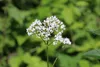 SAFLAX  - Regina dei prati - 500 semi - Filipendula Anteprima dell’immagine prodotto 4