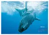 Buckelwale: Aus den blauen Tiefen der Ozeane (Wandkalender Produktbild-Vorschau 9