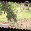 Kunststoffeimer mit Deckel 1,5L | PP | rund | Transparent Produktbild-Vorschau 2