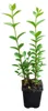 Ligustrum ovalifolium 30–50 cm – Ovalblättriger Liguster, Produktbild-Vorschau 4