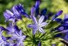 Agapanthus 'Northern Star', Schmucklilie, tiefblau, 2-3 Produktbild-Vorschau 3