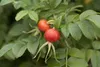 Rosa rugosa, Apfelrose, pink, 30–40 cm Produktbild-Vorschau 1