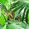 Palmizio Palma Pianta Albero Artificiale Valse Plastica Anteprima dell’immagine prodotto 3