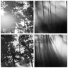 Poster - Poster ohne Rahmen - Wald Kiefer Sonne - 50x70 cm Produktbild-Vorschau 8