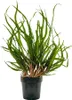 Mutterpflanze Aquariumpflanze Cryptocoryne Balansae Nr.309B Produktbild-Vorschau 1