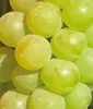 Winorośl Refren 2L Podgląd zdjęcia produktu 3