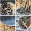 Bild auf Leinwand - Leinwandbild - tiger tier - 165x110cm - Produktbild-Vorschau 8