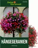Hängegeranien Mischung Samen - Pelargonium peltatum - Produktbild-Vorschau 1
