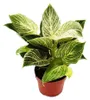 Philodendron White Wave - weiß-gestreifter Baumfreund - Produktbild-Vorschau 2