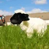 Pluszowa owieczka 27 cm, przyjazna dla środowiska Podgląd zdjęcia produktu 6