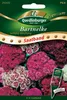 Saatband Bartnelke, gefüllte Mischung Produktbild-Vorschau 2