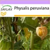 SAFLAX - Angrešt kapský / andské bobule - Physalis Náhled obrázku produktu 9