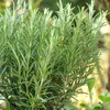 6 x Rosmarinus officinalis | Pot 9 cm x 9 cm Voir les images du produit 2