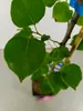 A close-up of green leaves on a plant stem, with a blurred background. Náhľad obrázku produktu
