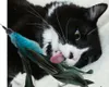 Verk 19424 Jouet pour chat avec clochette et plume Voir les images du produit 13