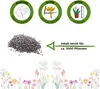 Stielmus Rübstiel Namenia Samen - Brassica rapa Produktbild-Vorschau 3