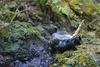 Binoculars resting on mossy rocks next to a stream in a forest. Anteprima dell’immagine prodotto