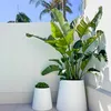 Exotické semená - Strelitzia Nicolai - balenie 10 ks - Náhľad obrázku produktu 4