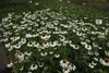 6 x  Echinacea purp. 'Baby Swan White' - Sonnenhut - Topf 9 Produktbild-Vorschau 1