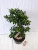 [Palmenlager] XXL Ficus microcarpa "Ginseng" BONSAI 90 cm - Produktbild-Vorschau 4