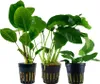 Anubias Set mit 3 Pflanzen Aquariumpflanzen Wasserpflanzen Produktbild-Vorschau 1