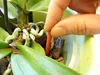 Substral Tyčinky pro hnojení orchidejí 10ks. Náhled obrázku produktu 4