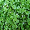 6 x Korsische-Minze - Mentha requienii  | Topf 9cm x 9cm Produktbild-Vorschau 2