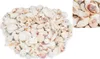 Muschelmix weiß 1 kg 1–6 cm Deko Muscheln Schneckenhäuser Produktbild-Vorschau 2
