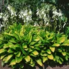 Hosta sieboldiana, Blaublatt-Funkie, ca. 11x11 cm Topf, Produktbild-Vorschau 5