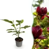 GreenboutiQ - Gartenpflanze - Magnolia Genie - Blüte Lila - Produktbild-Vorschau 1