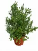 Myrtus communis (struik), circa 80 cm – Echte bruidsmirte, Productafbeelding-voorbeeld 4