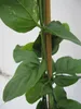Jasminum Sambac - Arabischer Jasmin Sambac - 60-100cm Produktbild-Vorschau 2