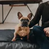 Hunter Orthopädisches Hundekissen Merida, Größe:M, Produktbild-Vorschau 15