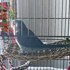 Wellensittich Spielzeug, Vogelspielzeug Für Vögel, Produktbild-Vorschau 5